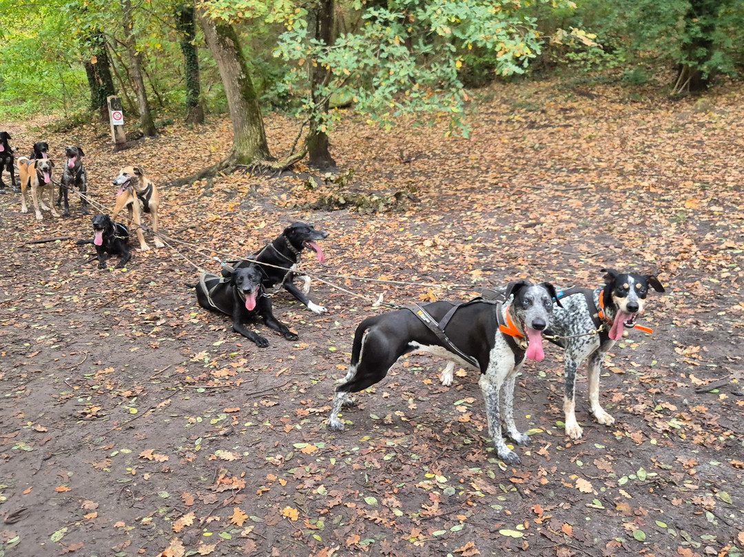 Evasion Canine-枫丹白露必去景点