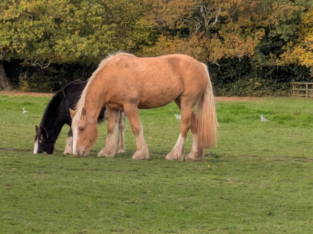 Woodgate Valley Country Park-伯明翰必去景点