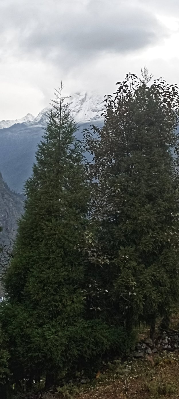 Jain Group Lachung Eyes-官方