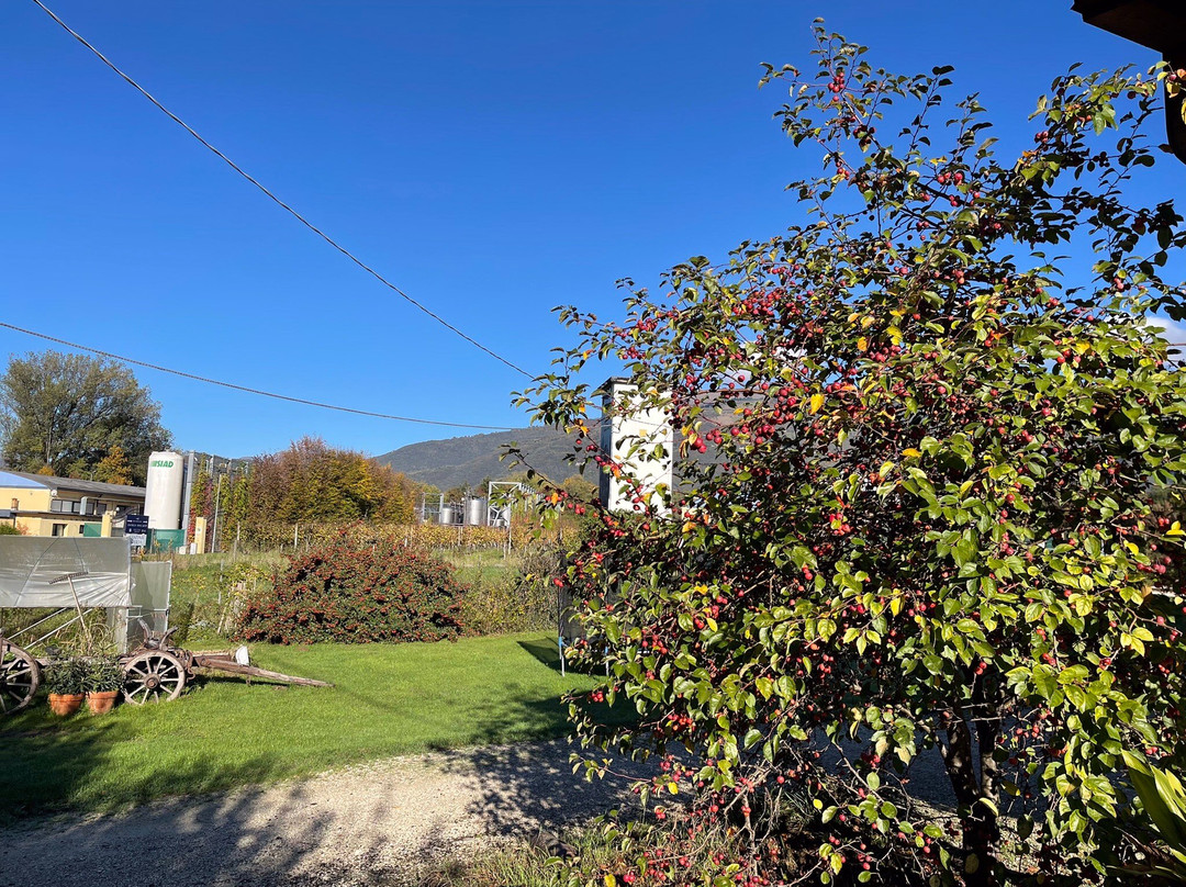 Col del lupo - Produzione e Degustazione Valdobbiadene Prosecco DOCG-Vidor必去景点