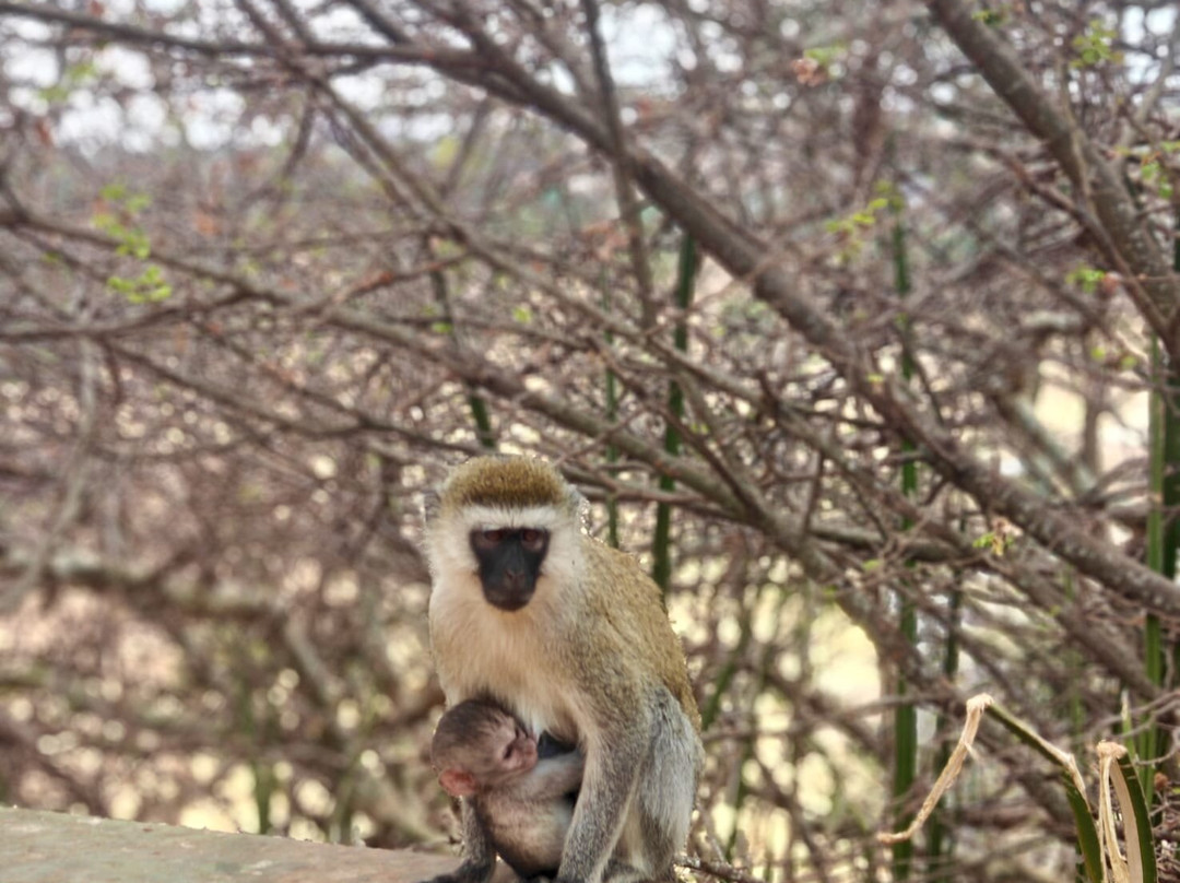 Wildlands Safaris (T) Ltd-塞伦盖蒂国家公园必去景点