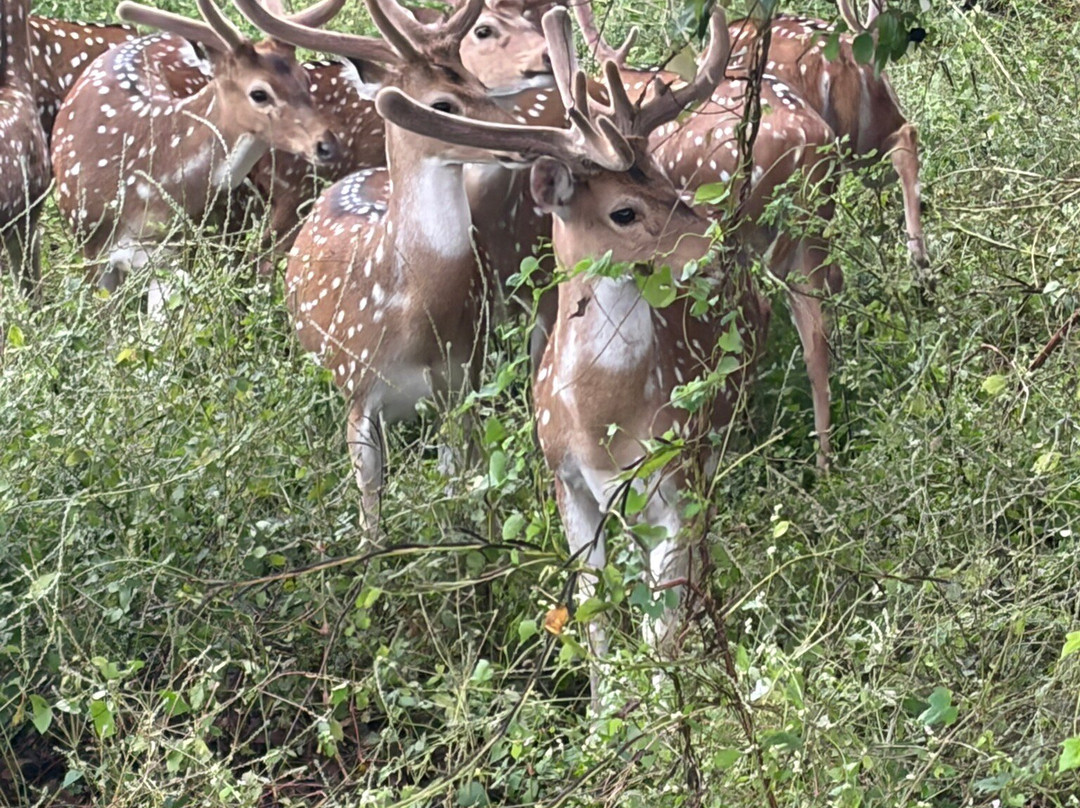 Club Mahindra Gir Resort主图