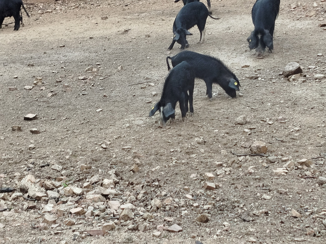 U Porcu Ranger-Figari必去景点