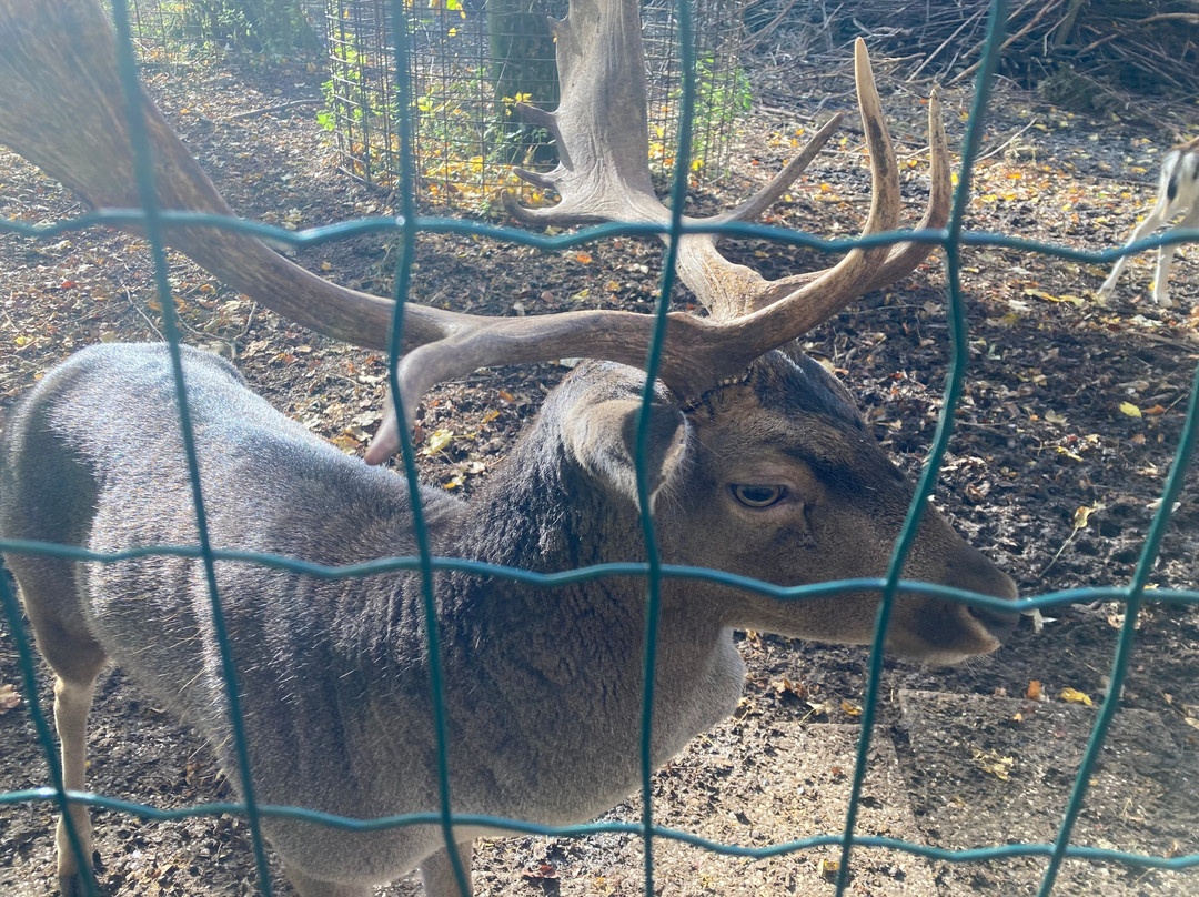 Tiergarten-韦尔斯必去景点