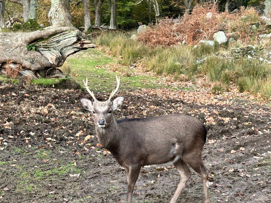 Bainloch Deer Park-Dalbeattie必去景点