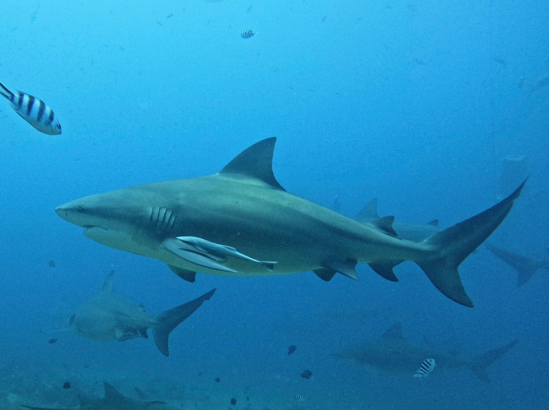 Aqua-Trek-太平洋港必去景点