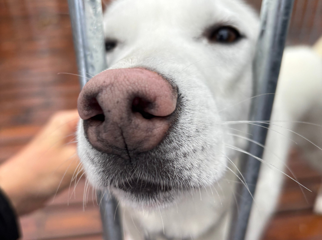 Arctic Circle Husky Park-罗瓦涅米必去景点