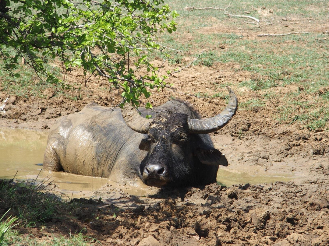 Surf Travel Lanka-Maggona必去景点