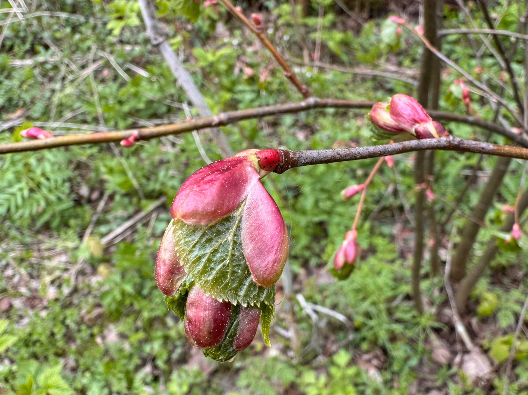 Gorenskiy Lesopark-Balashikha必去景点
