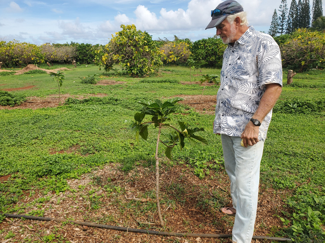Hawaiian Organic Noni-基拉韦厄必去景点
