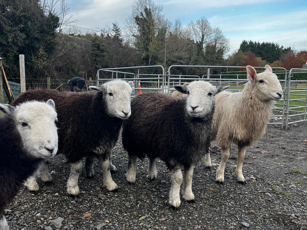 Sheep Smarts-Rathdrum必去景点