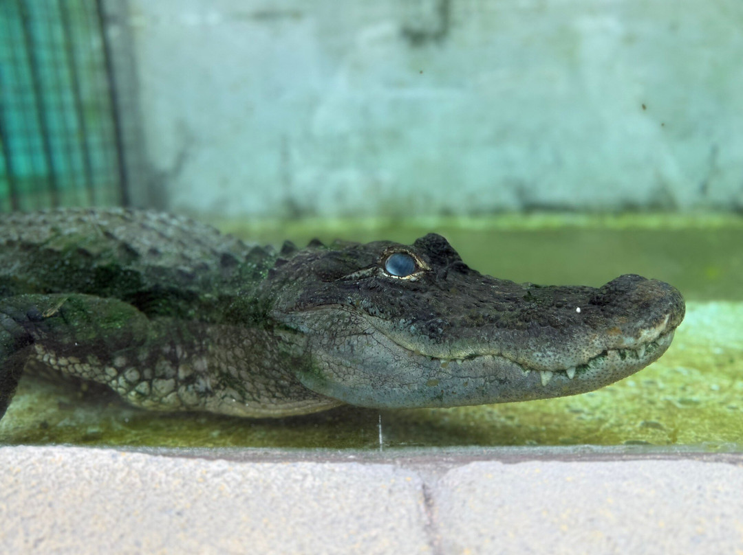 Atagawa Tropical & Alligator Garden-东伊豆町必去景点
