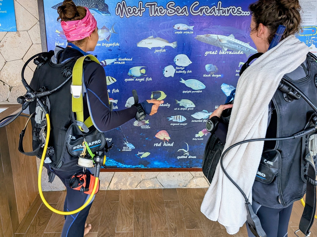 Dressel Divers - Barceló Maya Riviera-Barcelo Maya必去景点