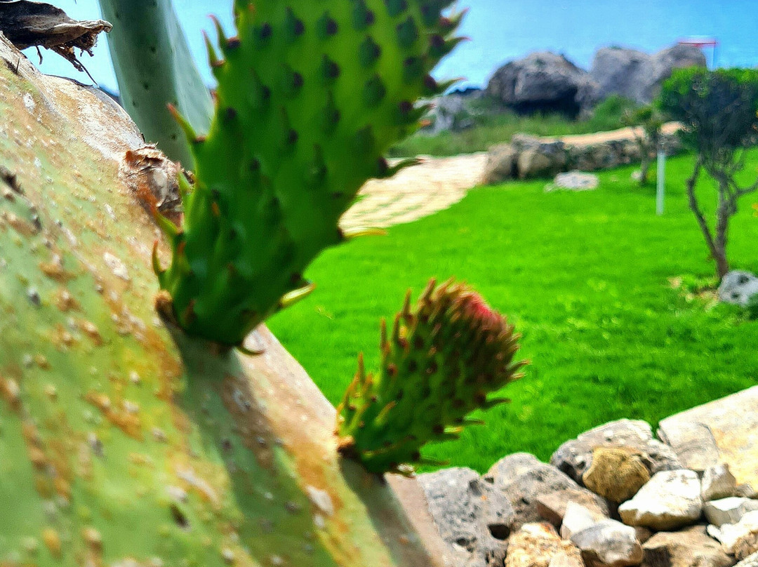 Lido Ficò-Marina di Marittima必去景点