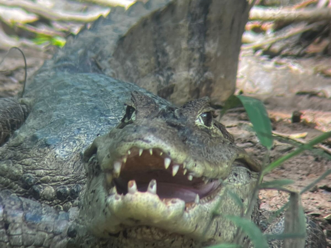 Arenal Nature Tours-Muelle必去景点