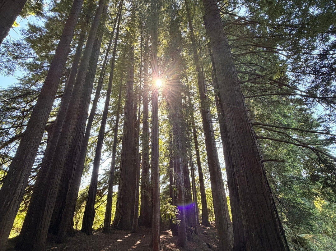 Hamurana Springs Nature Reserve-哈姆拉娜必去景点