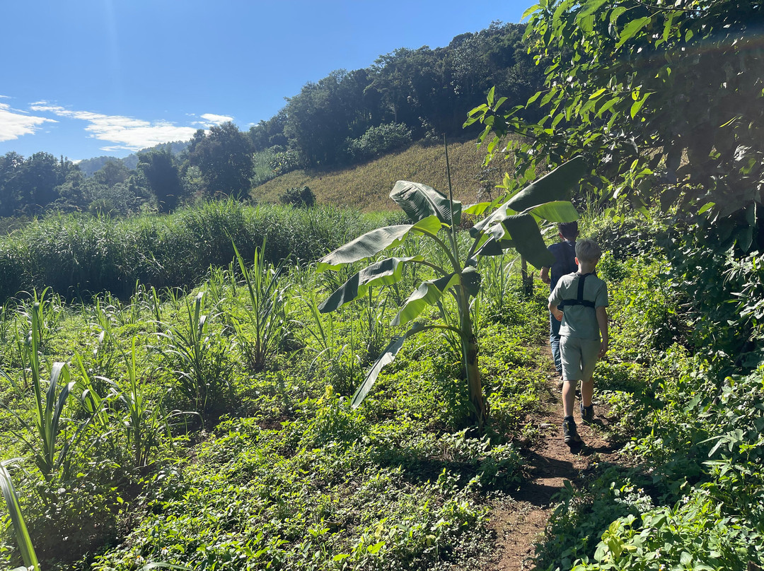 Elephant Sanctuary Care Park-清迈必去景点