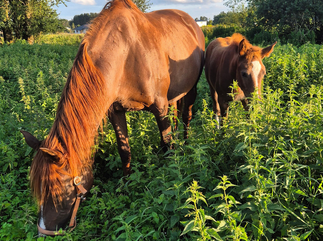 Darzini-Kekava必去景点