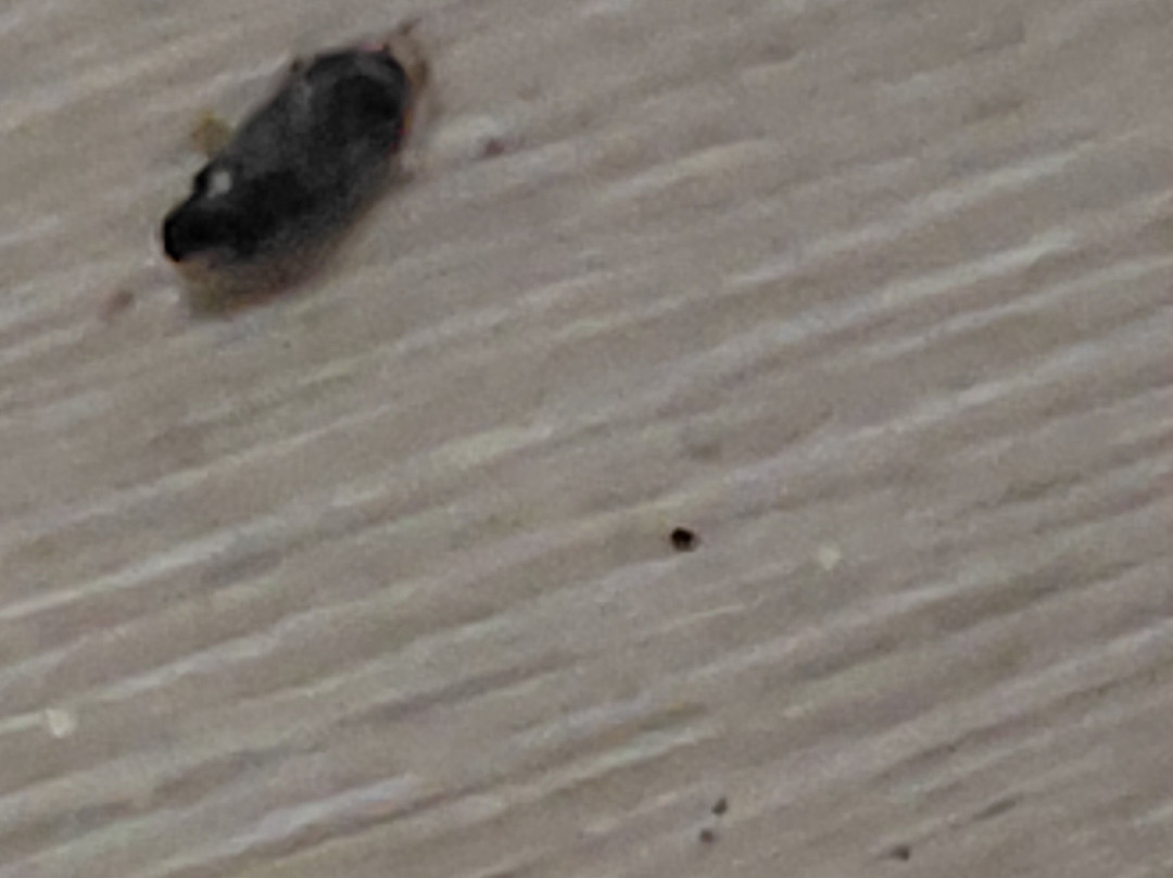 Comfort Inn Asheville Airport主图