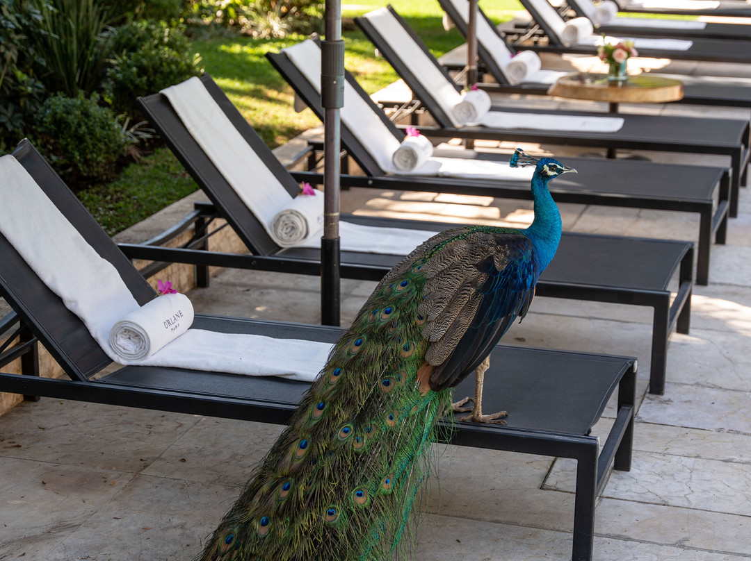 Las Mañanitas主图