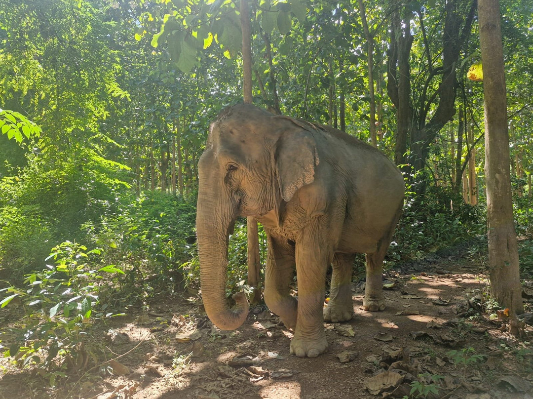 MandaLao Elephant Conservation-琅勃拉邦必去景点
