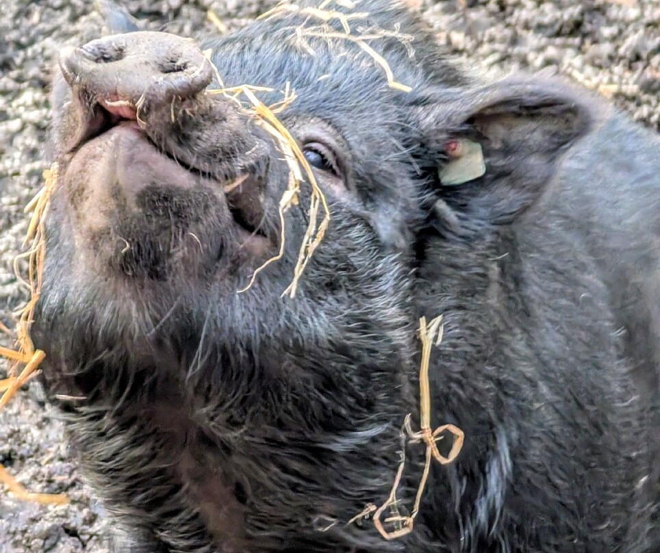 Pigs In The Wood-Huddersfield必去景点