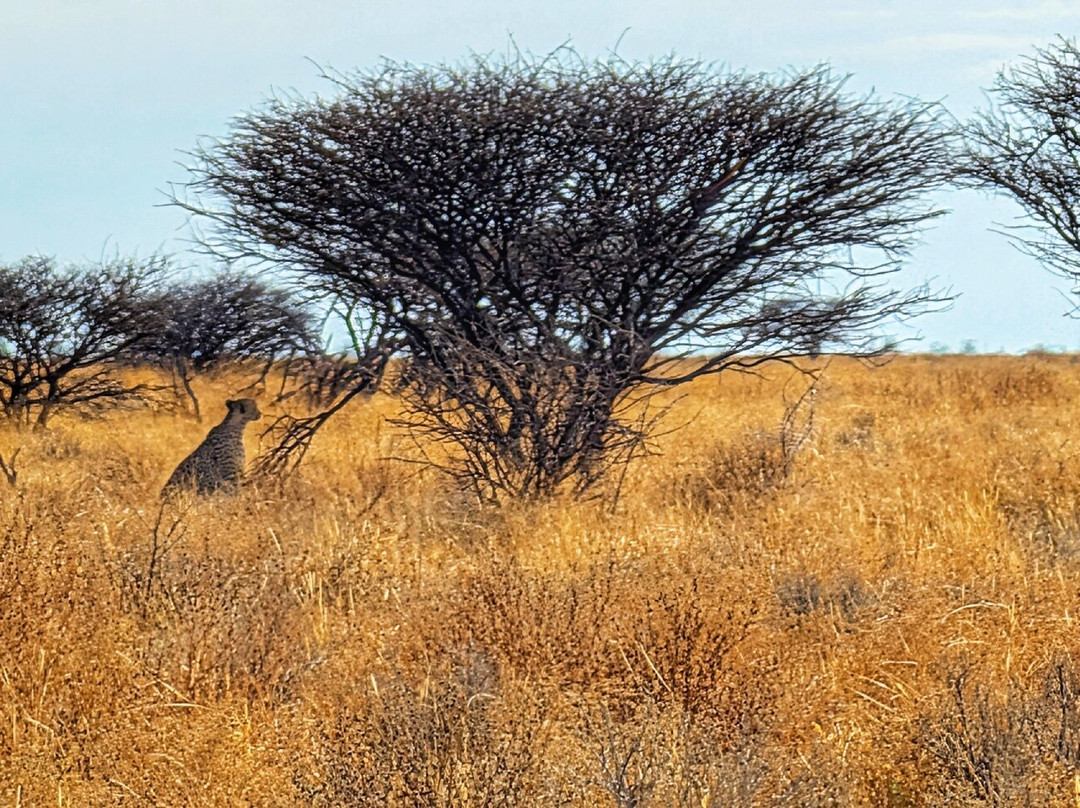Born in Etosha Self-Drive Private Tours-Okaukuejo必去景点