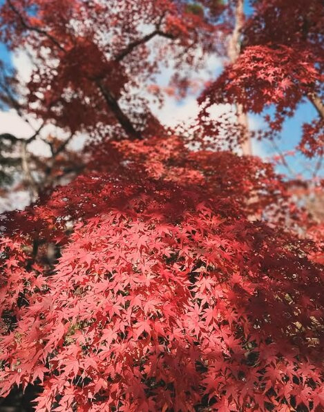 修善寺彩虹村-伊豆市必去景点