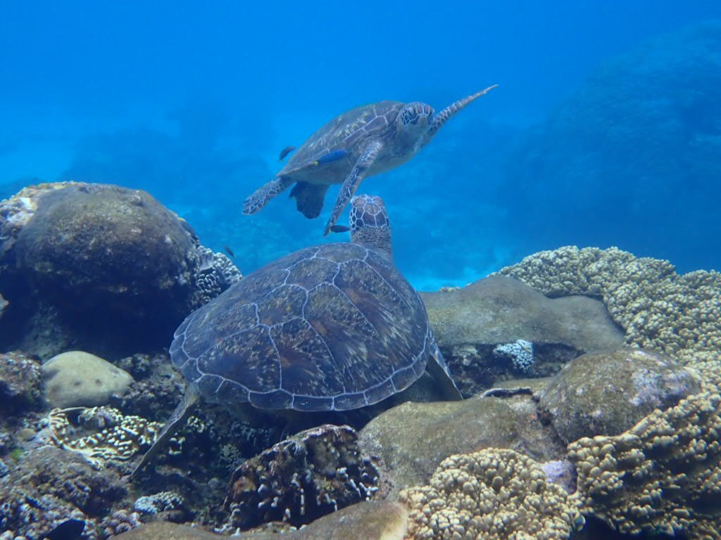 哈罗德潜水中心-杜马盖地必去景点