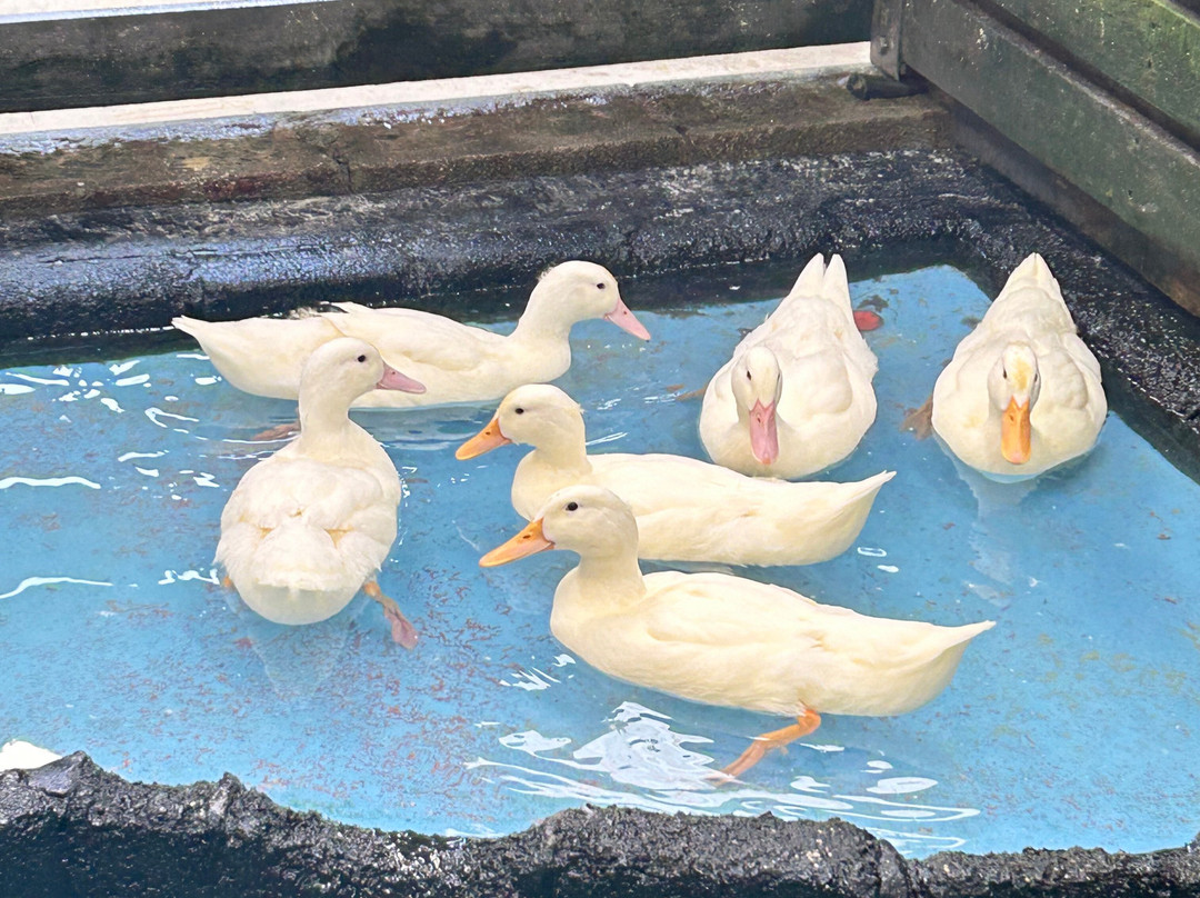 爱歌顿农场-侬格塔哈必去景点