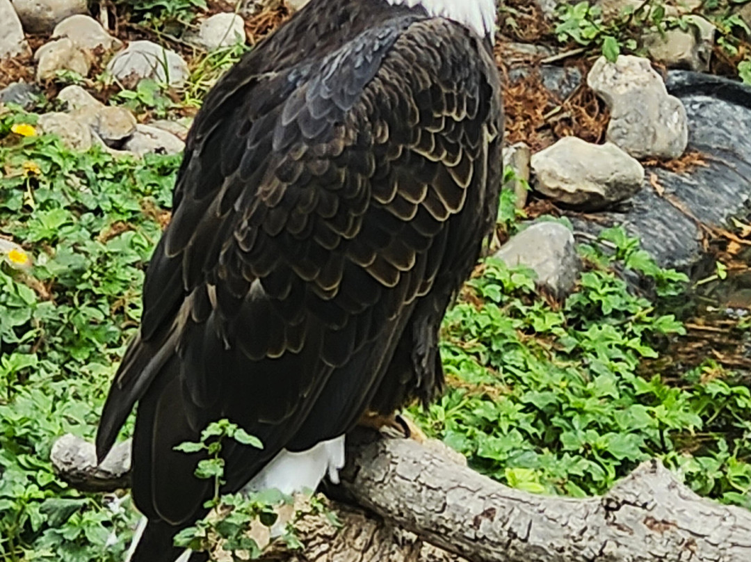 The Texas Zoo-维多利亚必去景点