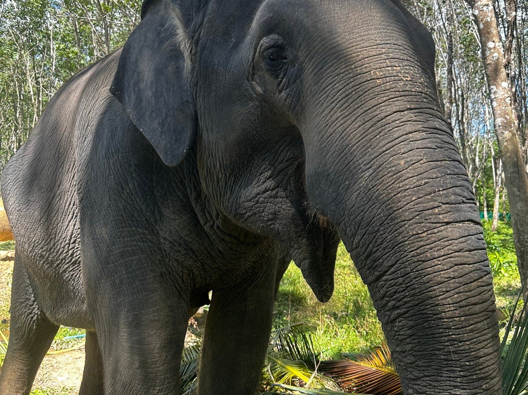 Lanta Island Safari Elephant Lover-Khlong Hin必去景点