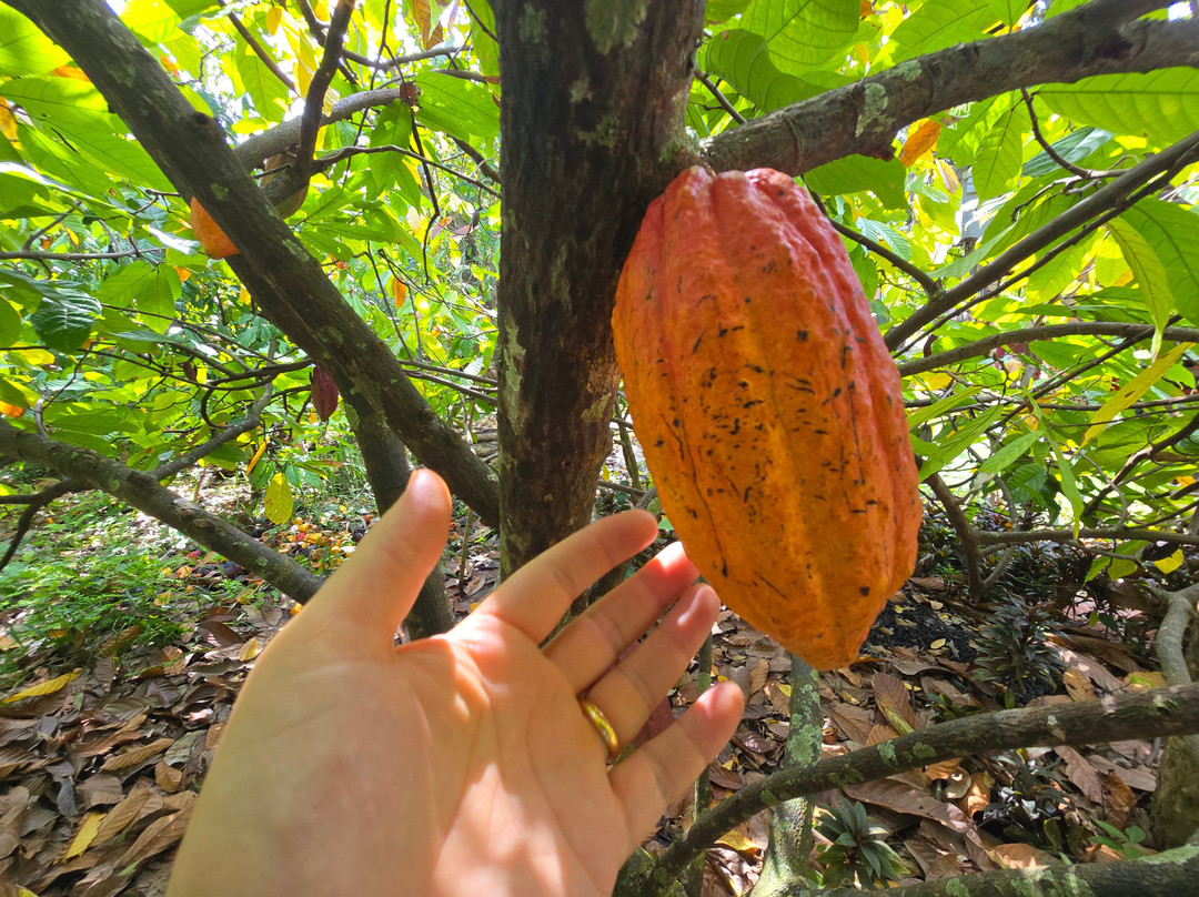 Mekong Realism-芹苴必去景点