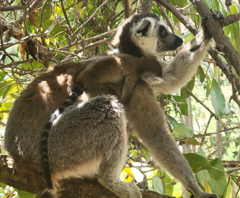 狐猴公园-安塔那那利佛必去景点