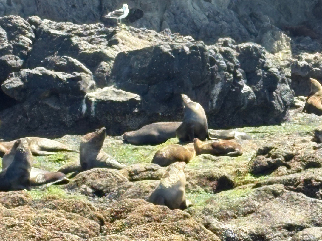 Wildlife Coast Cruises-考斯必去景点