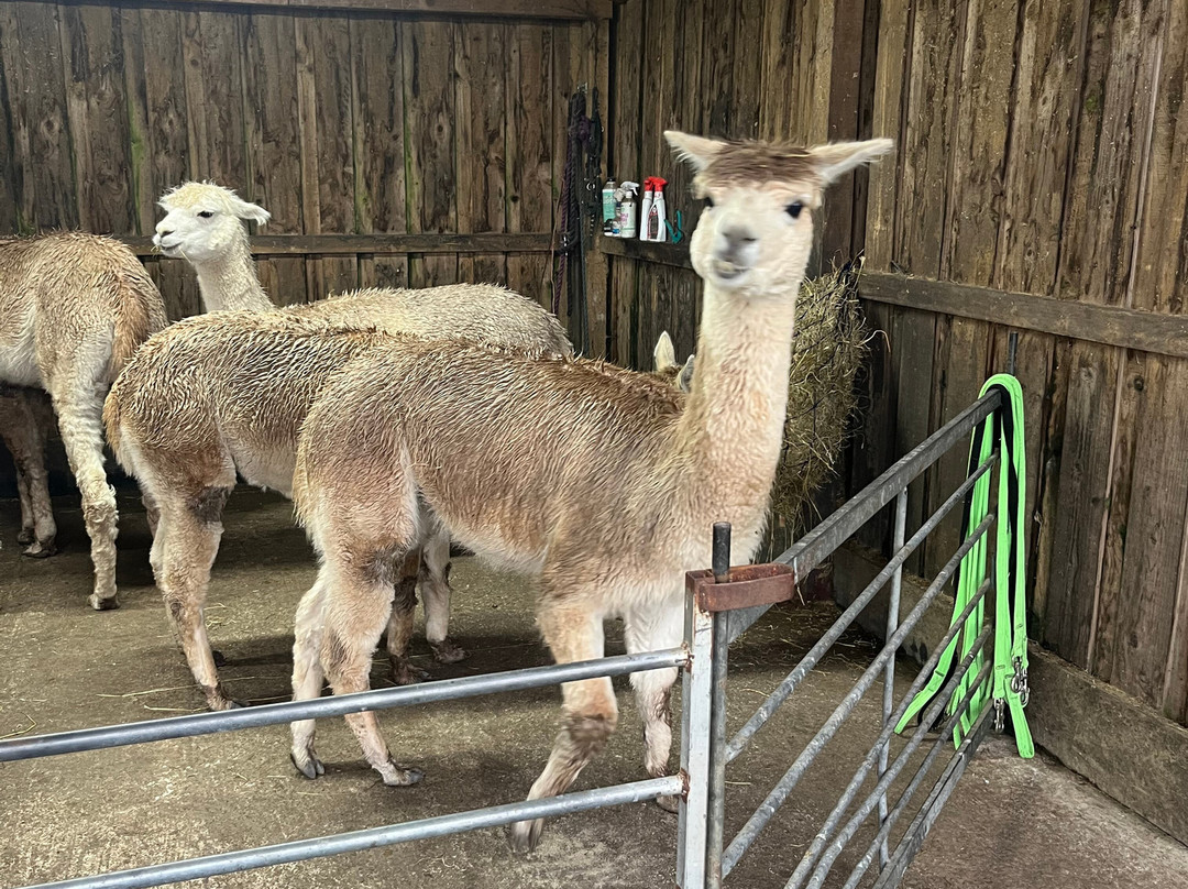 Larch Green Alpacas-格拉斯哥必去景点