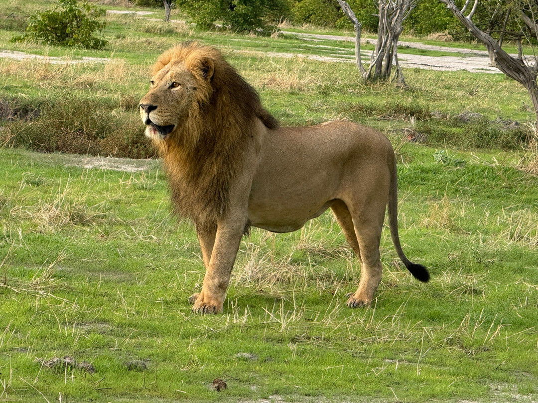 Gondwana Tours & Safaris-马翁必去景点