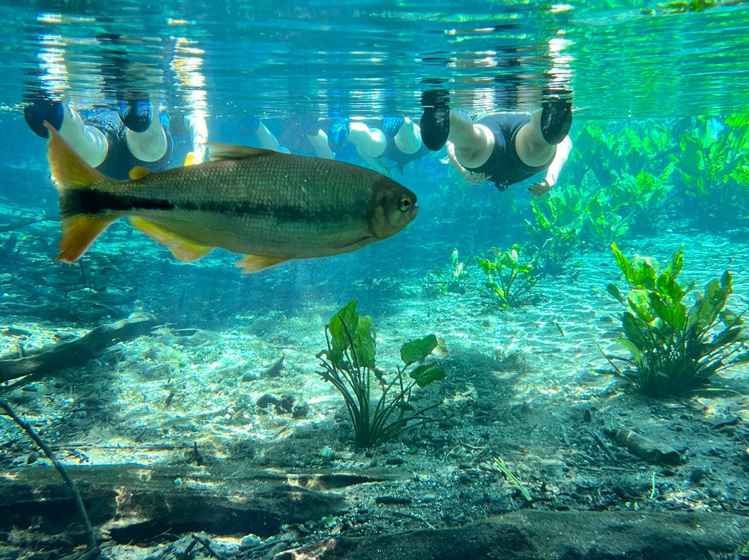 Aquario Natural-博尼图必去景点