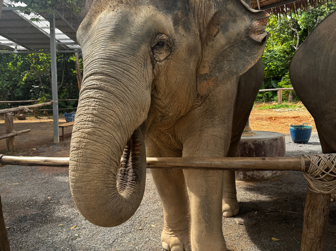 Elephant Hut Phuket-Pa Klok必去景点