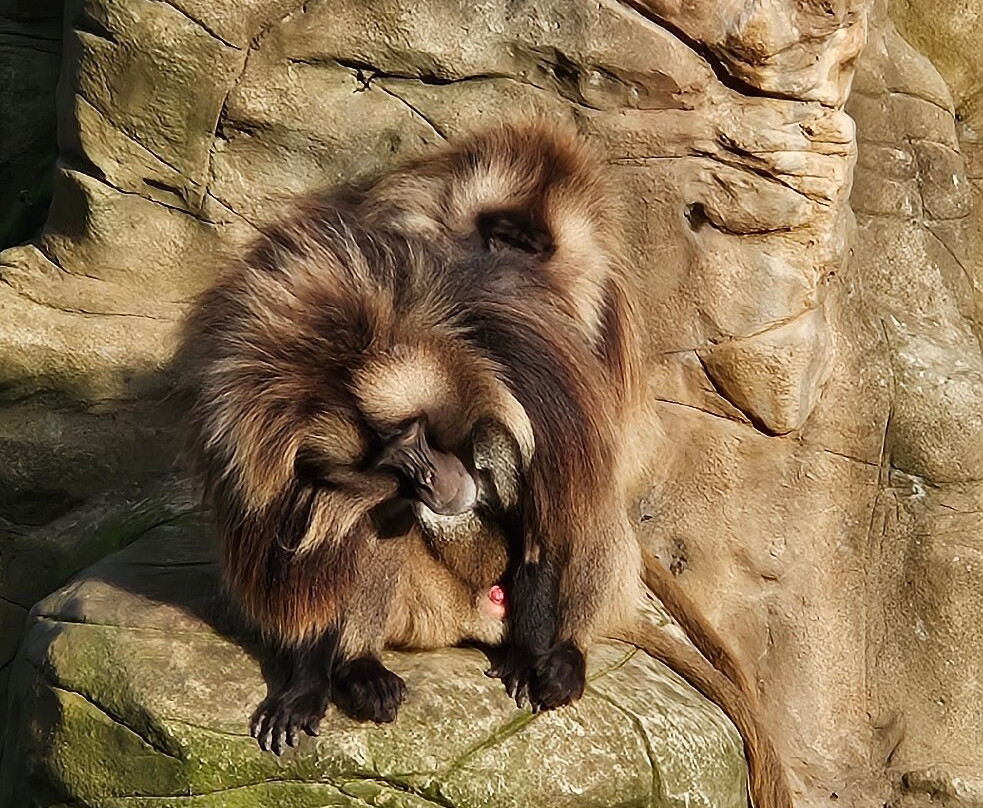 Bristol Zoo Project-Easter Compton必去景点