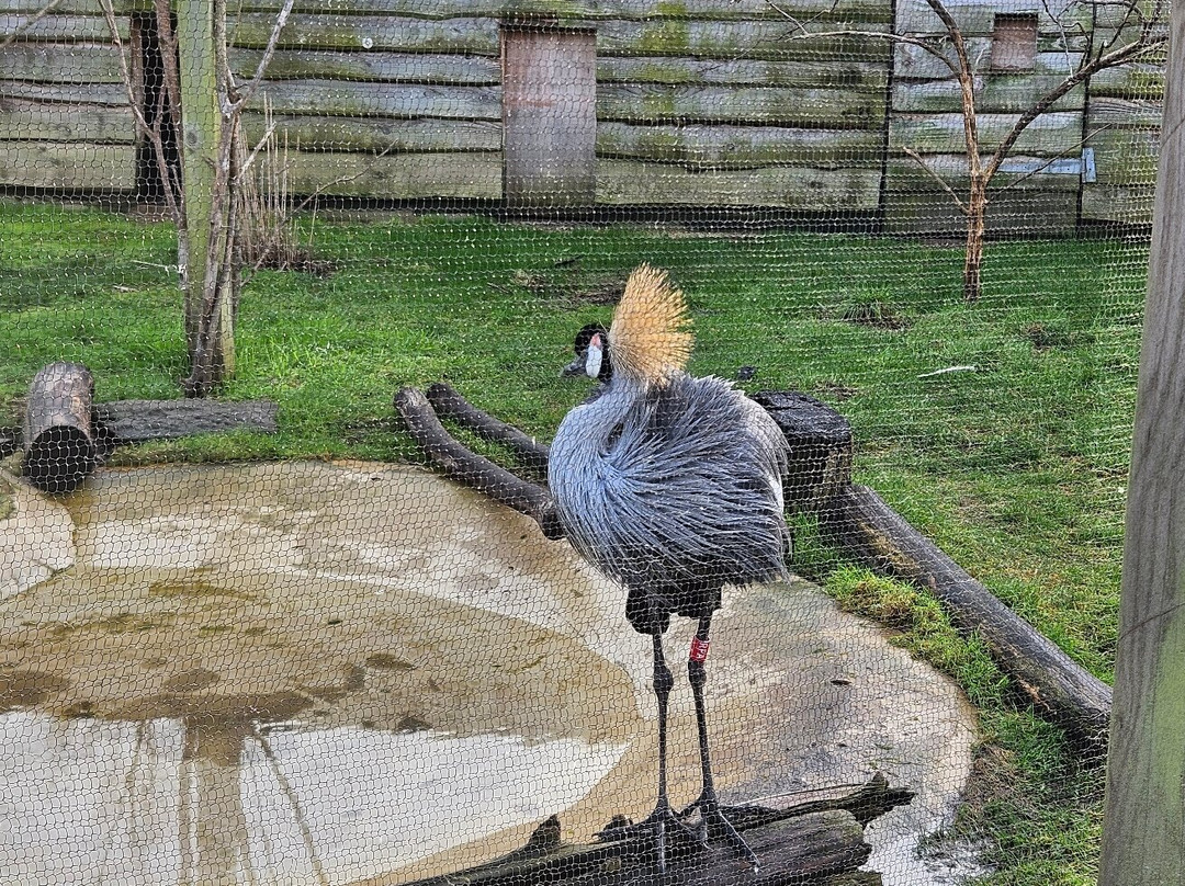 Bristol Zoo Project-Easter Compton必去景点