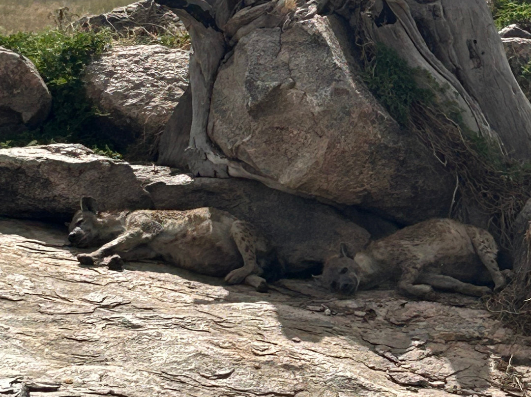 Waterbuck Safaris-Dar es Salaam必去景点