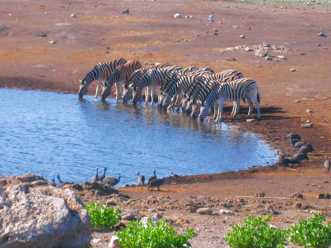 Etosha Pan-纳米比亚埃托沙国家公园必去景点