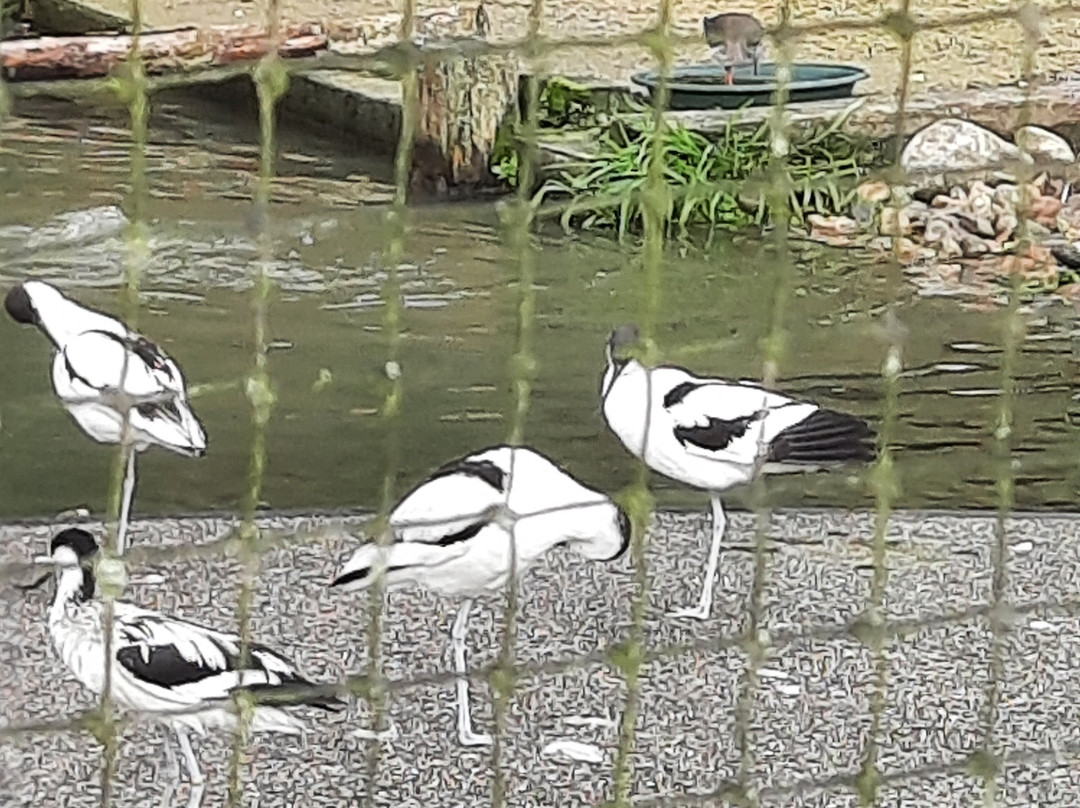 WWT Arundel Wetland Centre-阿伦德尔必去景点