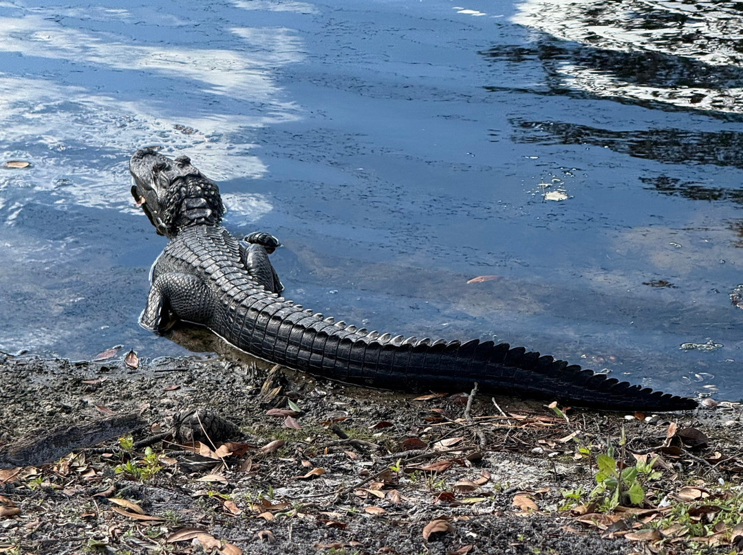 Encore Tropical Palms主图