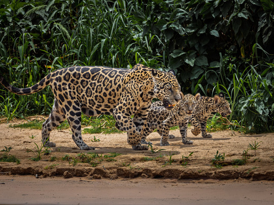 Wild Eye-弗维斯必去景点