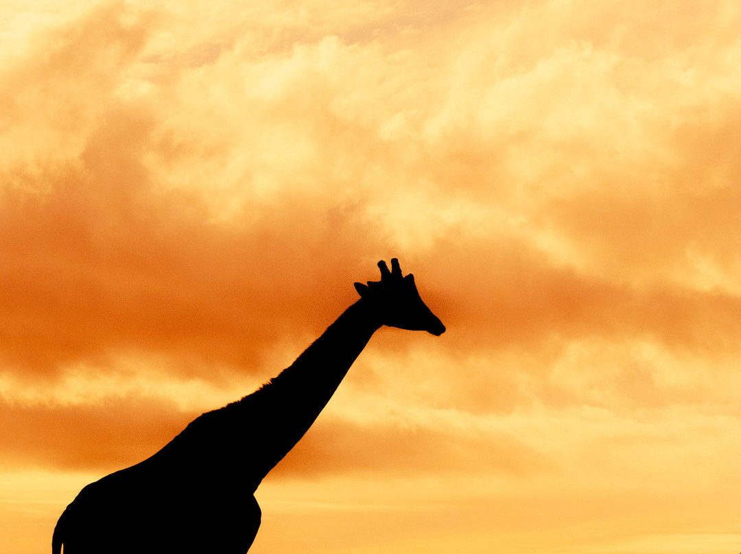 Zoo Santo Inácio-加亚新城必去景点