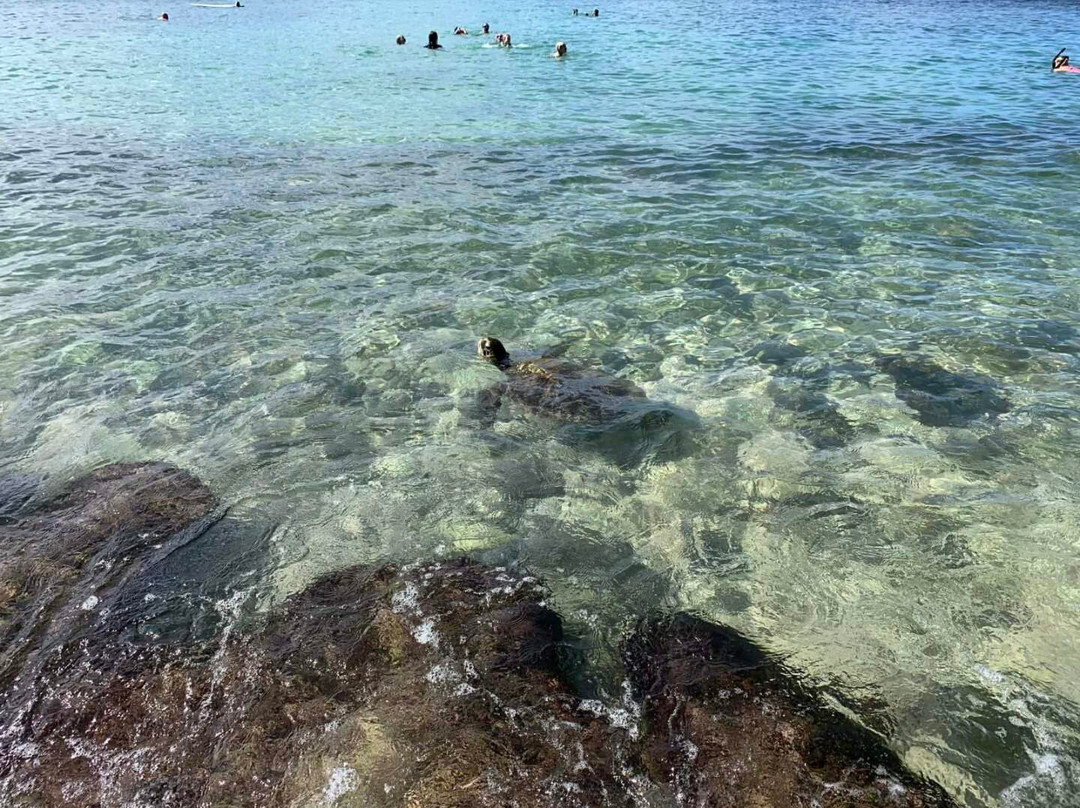 Kevo's Beach Bus-火奴鲁鲁必去景点