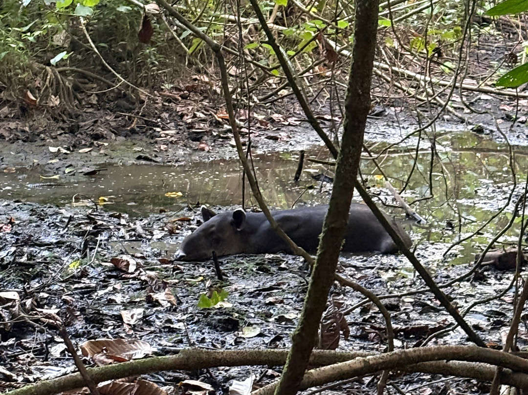 Osa Green Travel-希门尼斯港必去景点