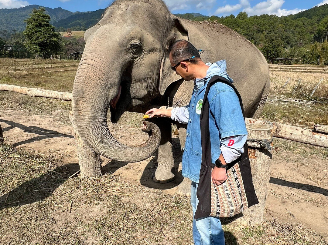 Living Green Elephant Sanctuary-清迈必去景点